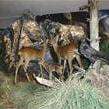 La fauna degli Altipiani Cimbri