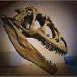 Mostra 2017: DinoMiti - Dinosauri nelle Dolomiti e storia geologica degli Altipiani Cimbri