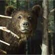 Orso - Per
