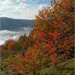 Kerschpüam ka herbest - scorcio autunnale