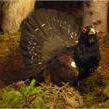 Gallo cedrone - Zedrù